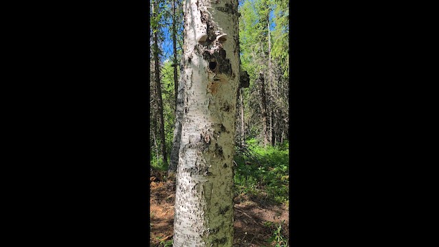 woodpecker sp. - ML659833606
