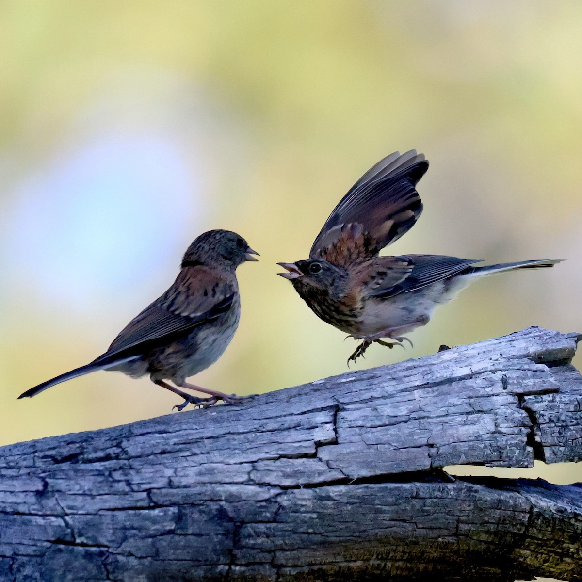 Junco ardoisé - ML659834197