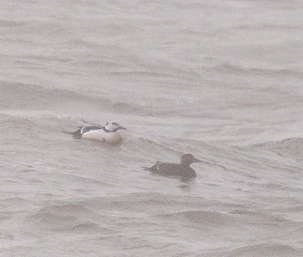 Steller's Eider - ML659834199
