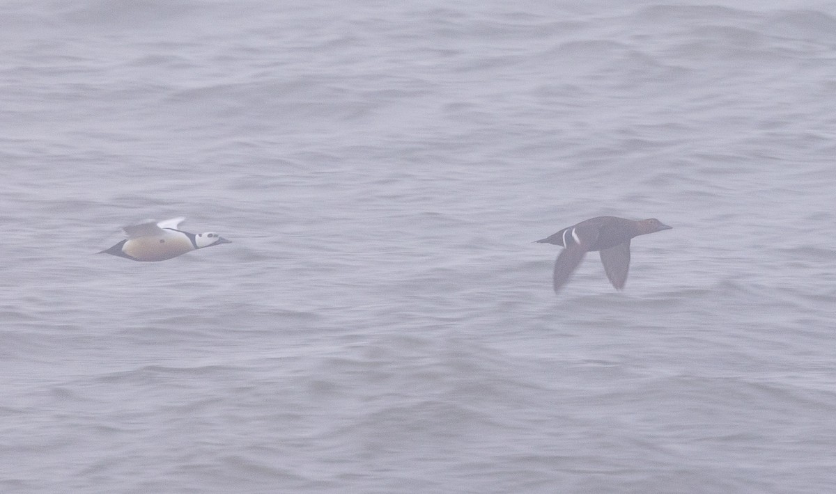 Steller's Eider - ML659834202