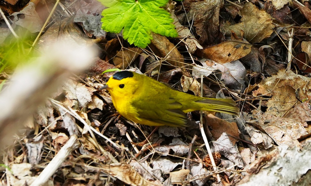Wilson's Warbler - ML659834616