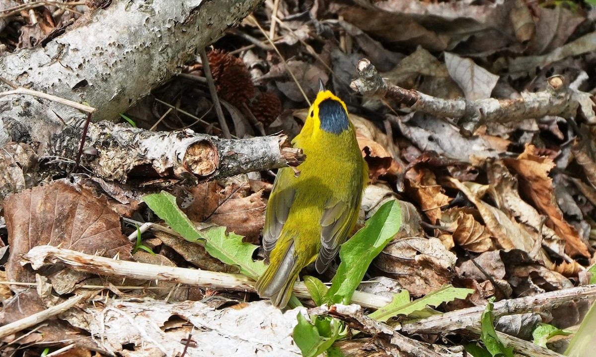 Wilson's Warbler - ML659834617