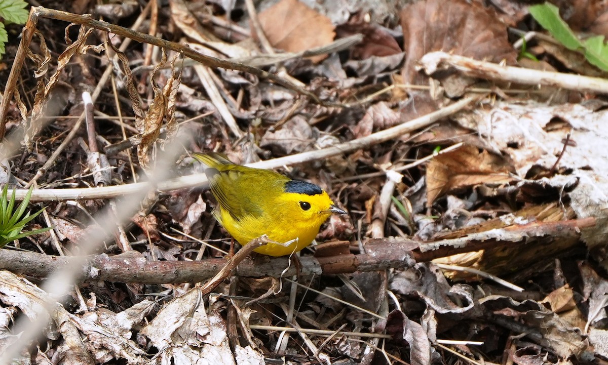 Wilson's Warbler - ML659834618