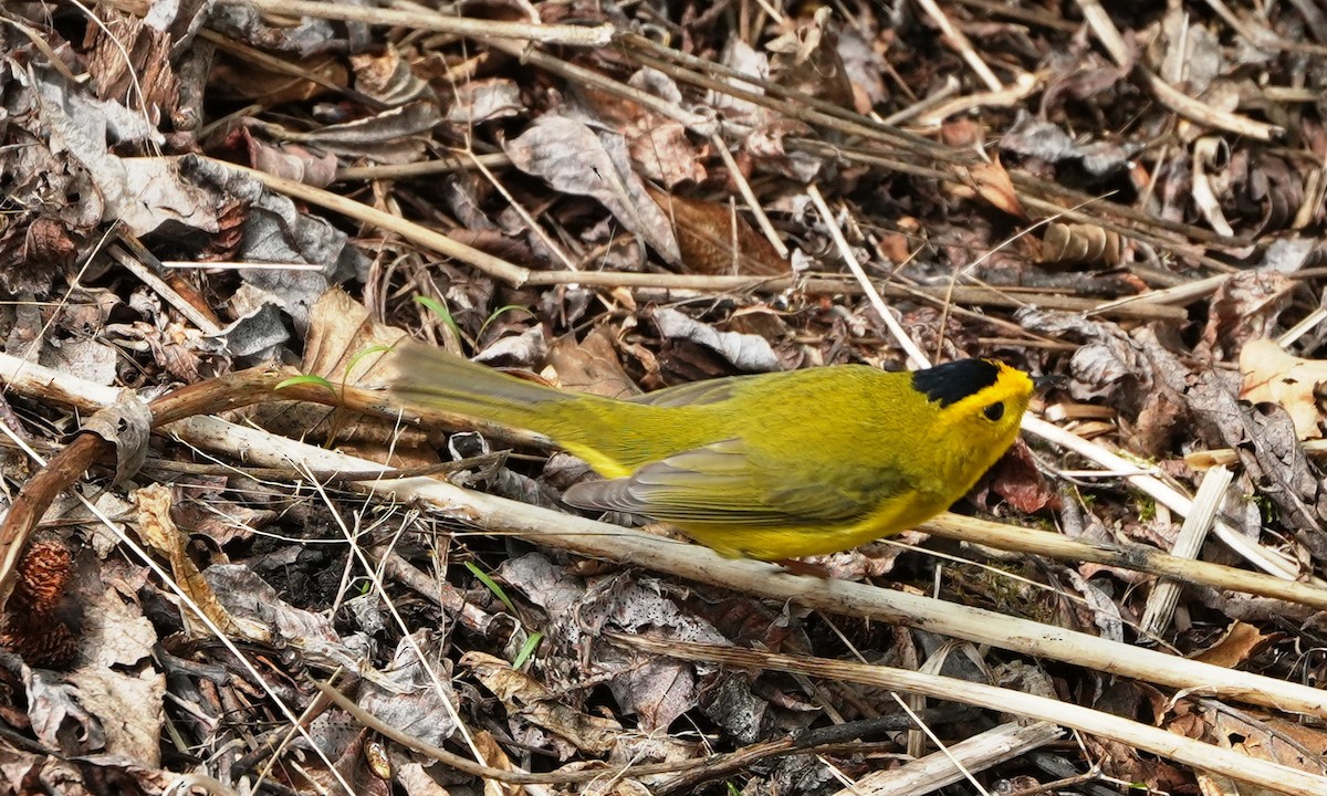 Wilson's Warbler - ML659834619