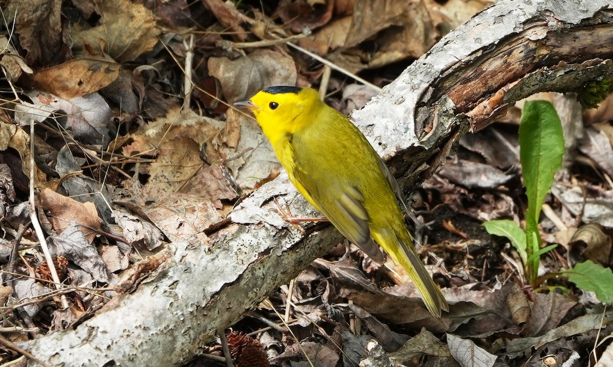 Wilson's Warbler - ML659834620