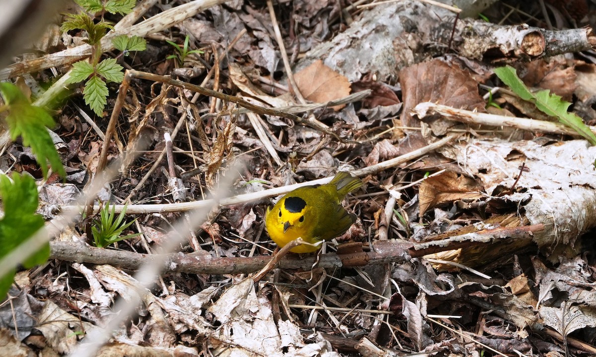 Wilson's Warbler - ML659834621