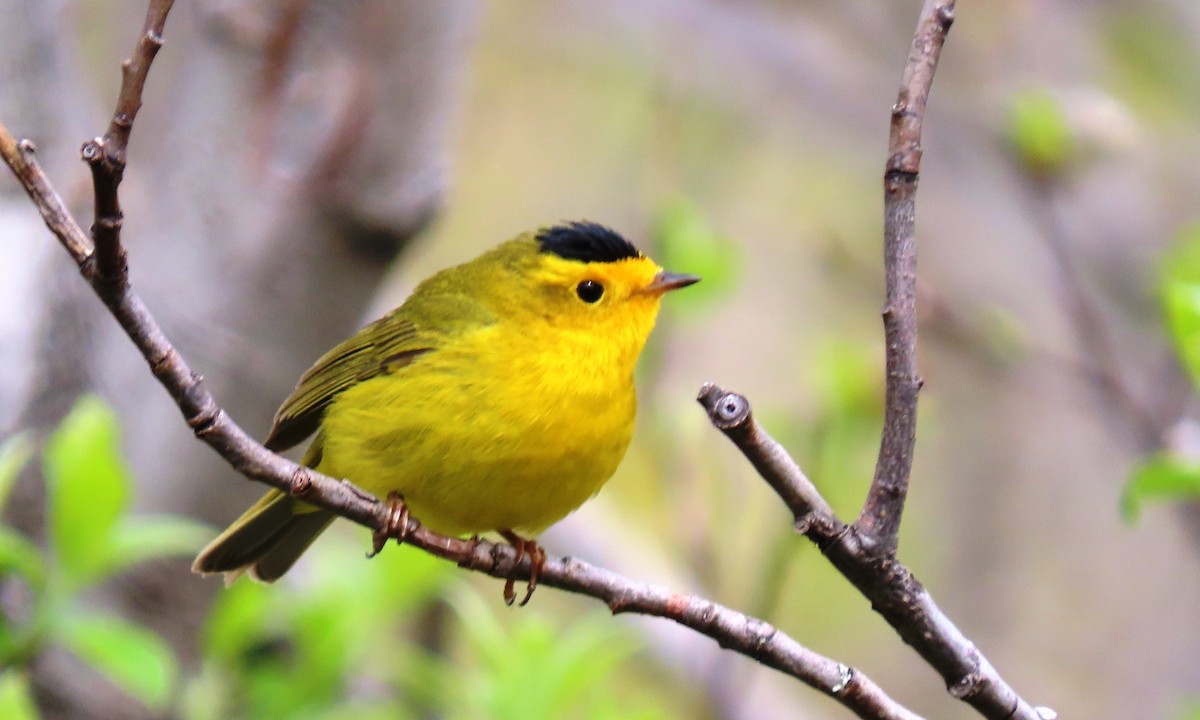 Wilson's Warbler - ML659834622