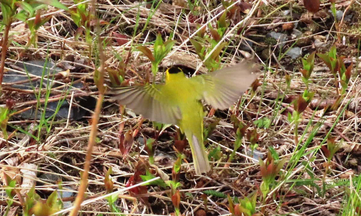 Wilson's Warbler - ML659834623