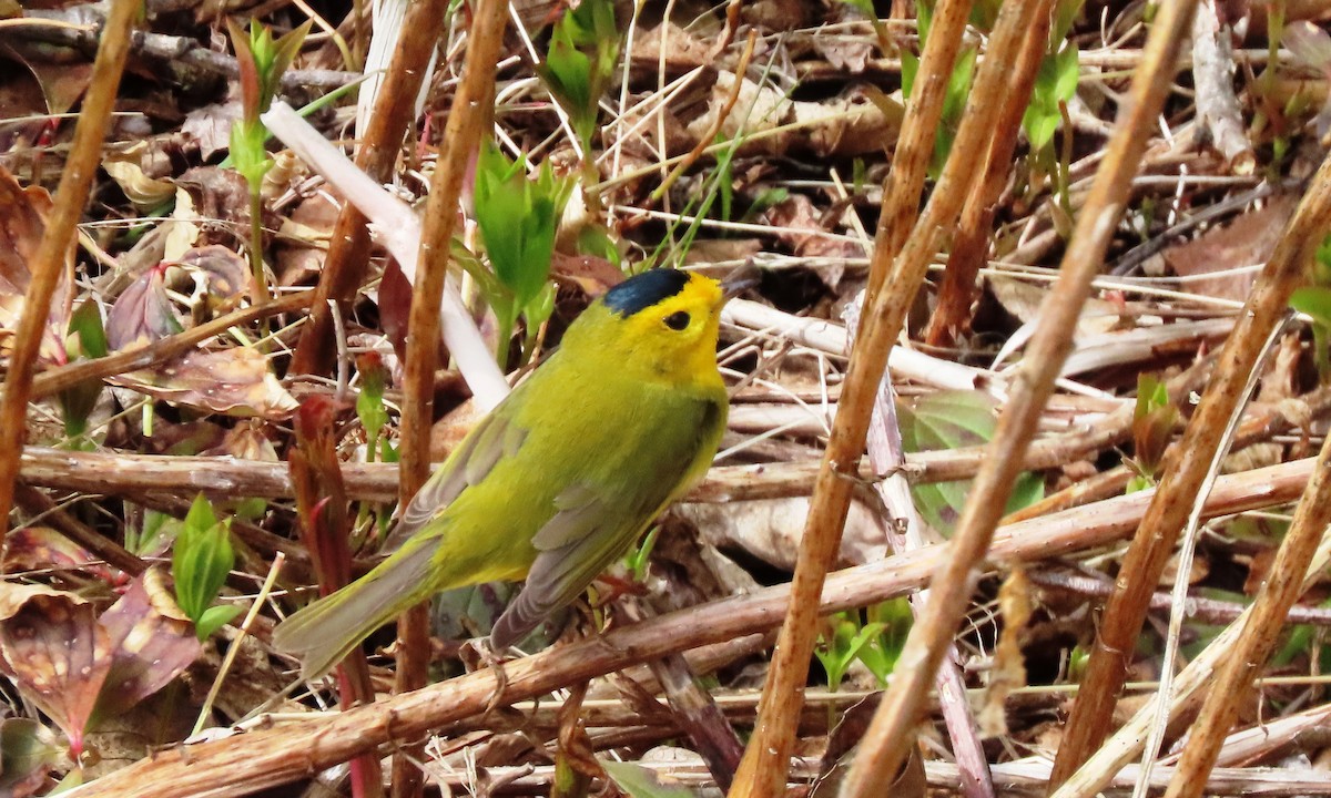 Wilson's Warbler - ML659834624