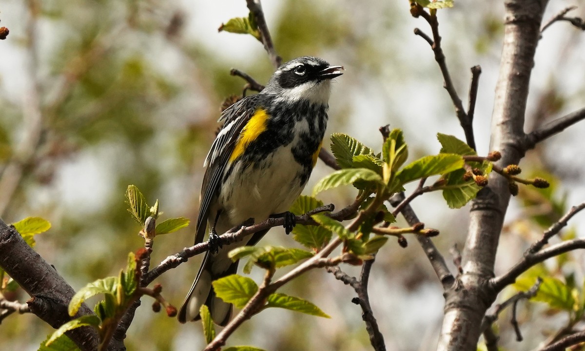 Yellow-rumped Warbler - ML659834797