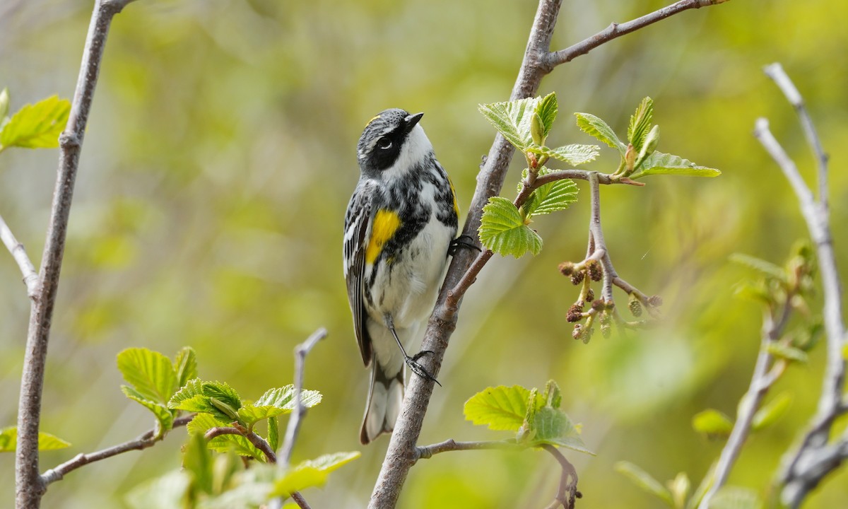Yellow-rumped Warbler - ML659834798