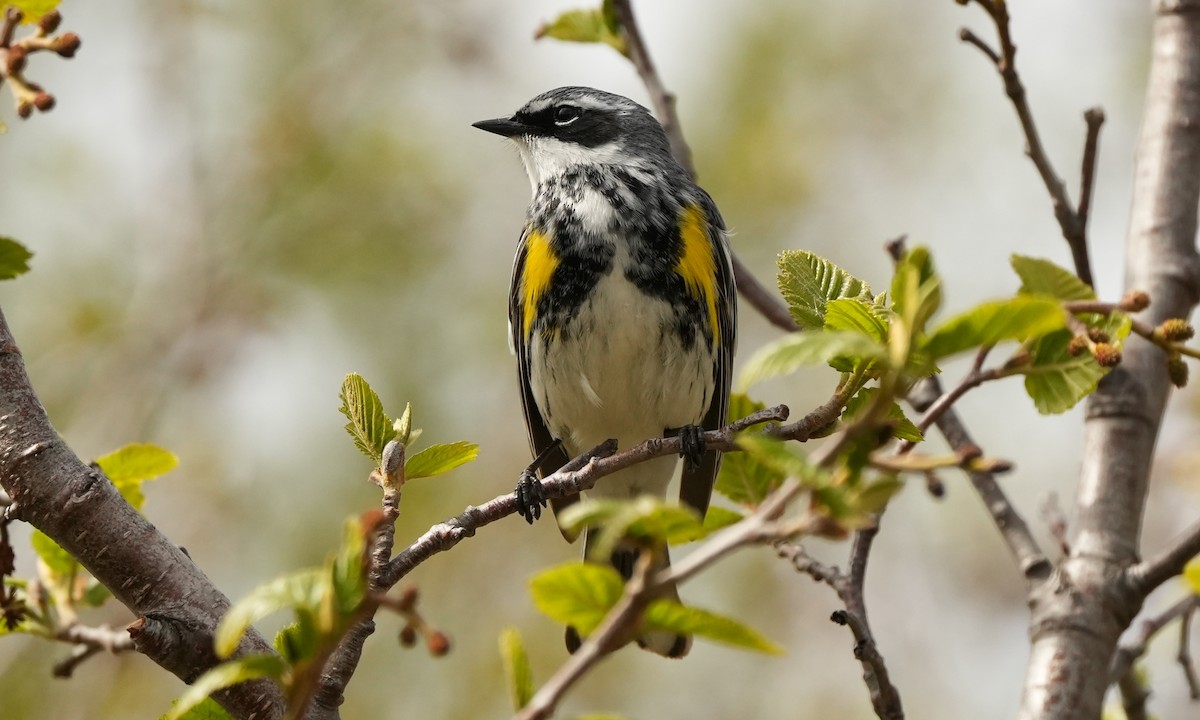 Yellow-rumped Warbler - ML659834799