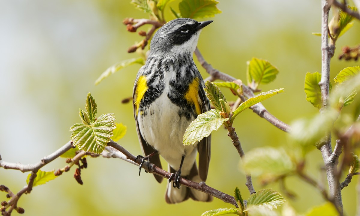 Yellow-rumped Warbler - ML659834801