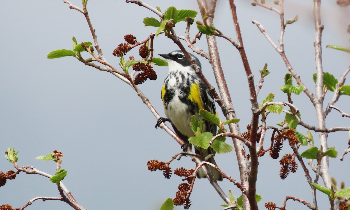 Yellow-rumped Warbler - ML659834805