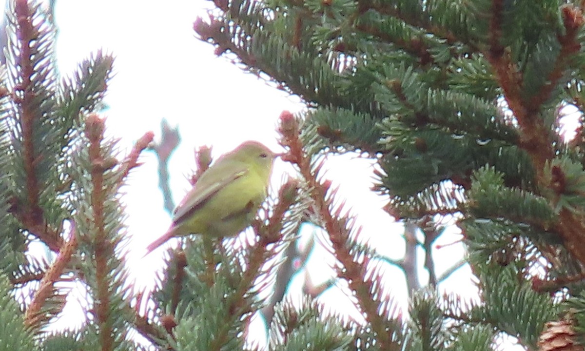 Orange-crowned Warbler - ML659835100
