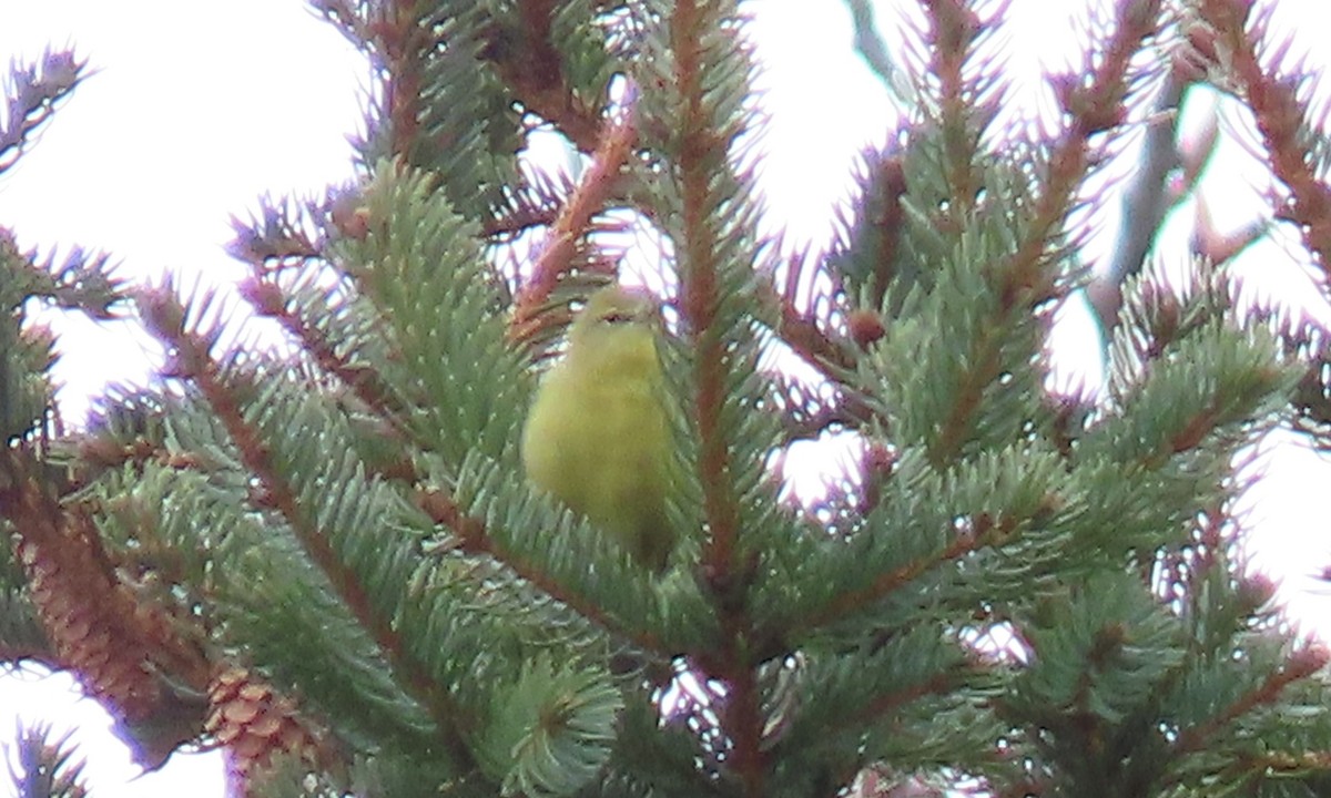Orange-crowned Warbler - ML659835101