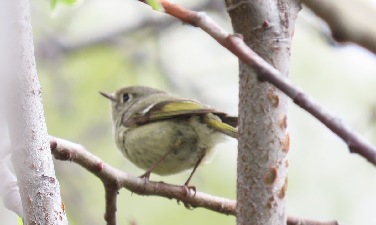 Ruby-crowned Kinglet - ML659835819