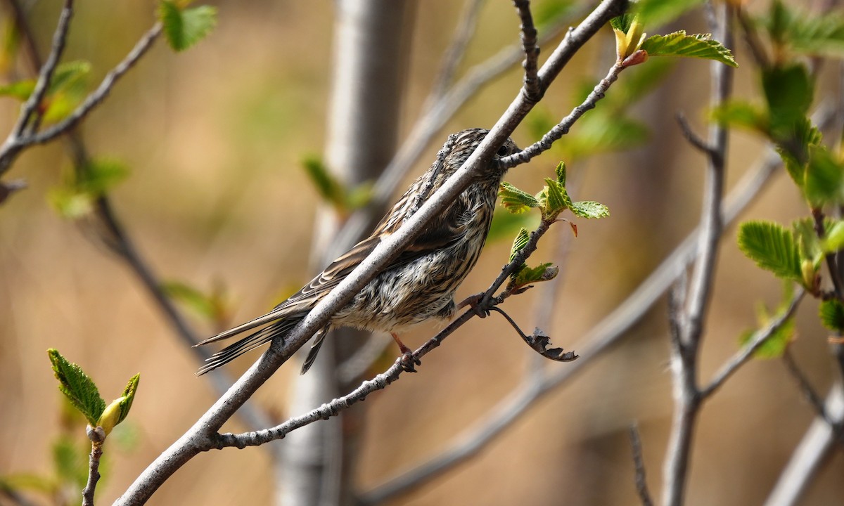 Pine Siskin - ML659836704