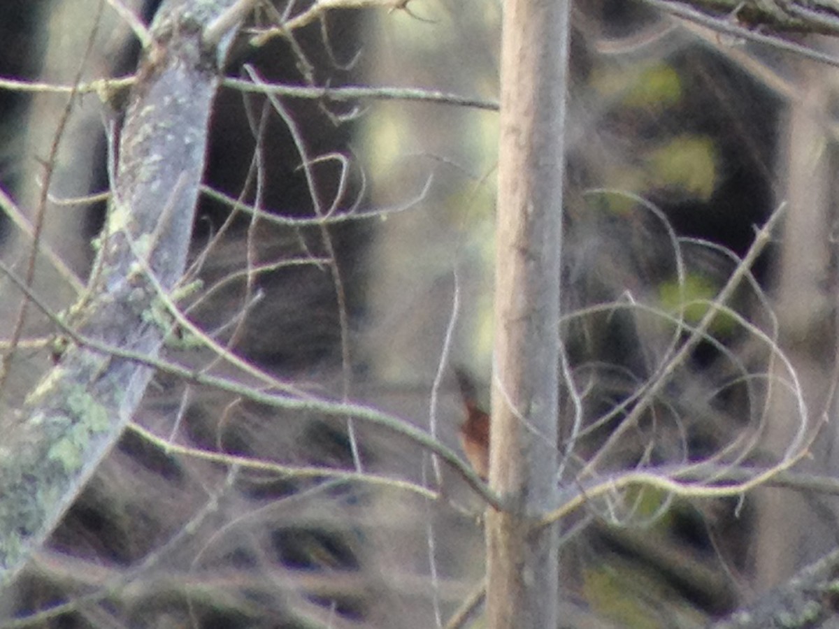 Marsh Wren - ML65983681