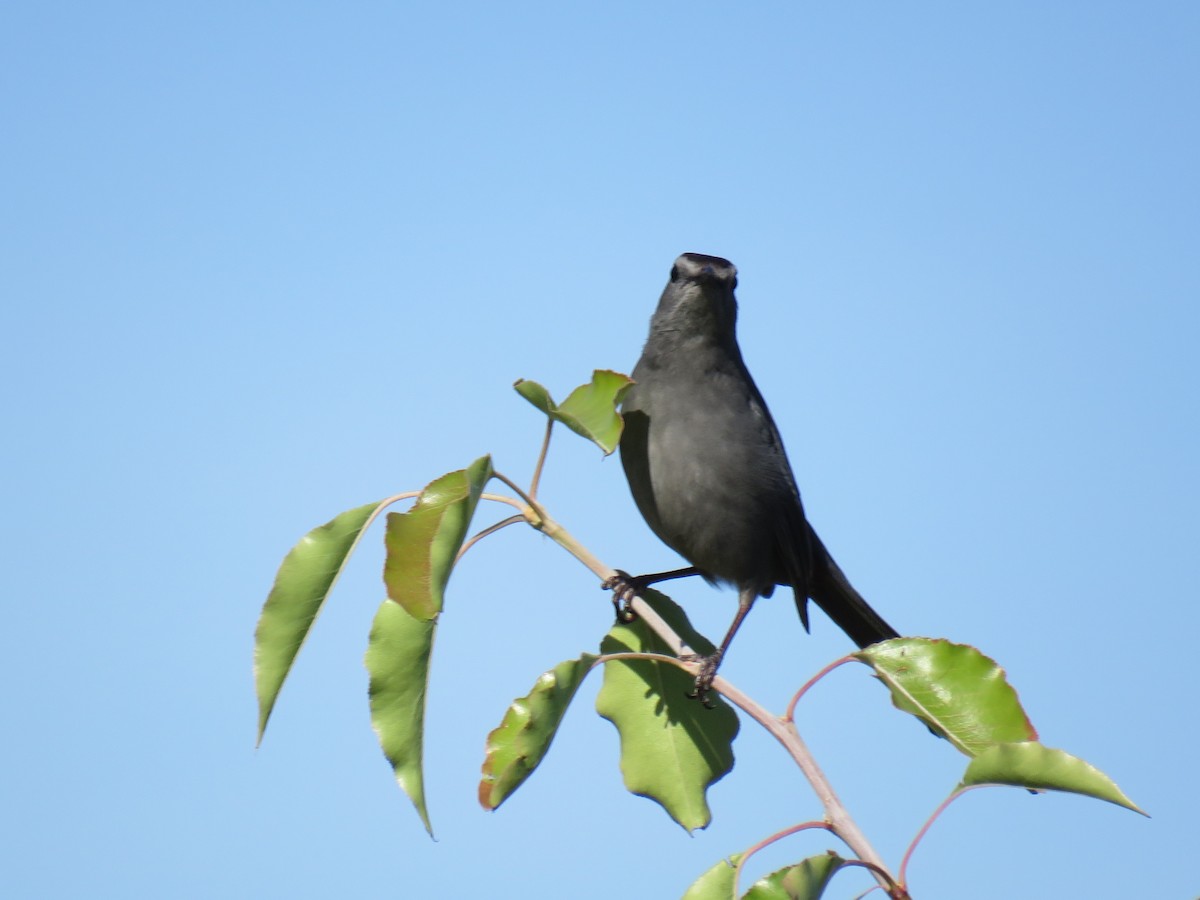 Gray Catbird - ML659837840