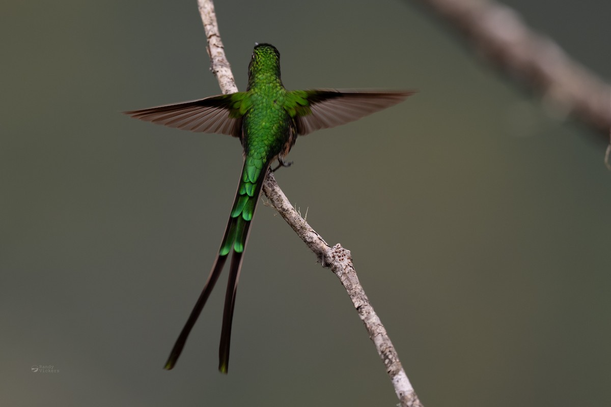 eBird Checklist - 16 Jun 2026 - Reserva Zuro Loma - 29 species