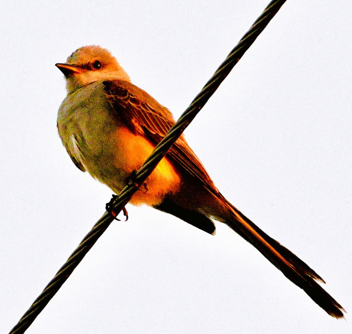Scissor-tailed Flycatcher - ML659838436