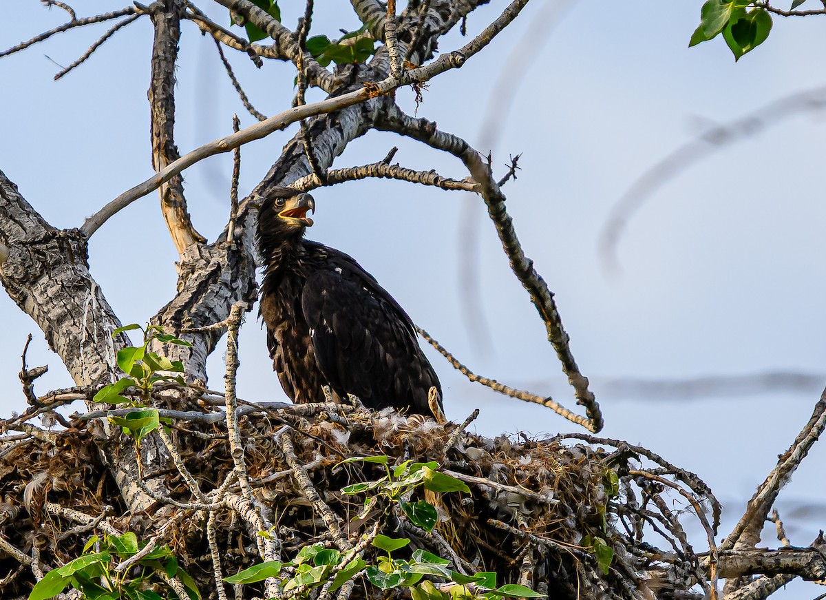 Bald Eagle - ML659838631