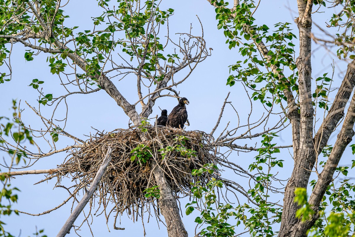 Bald Eagle - ML659838632
