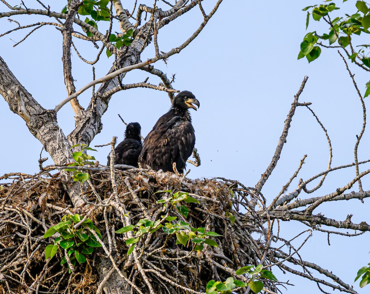Bald Eagle - ML659838633