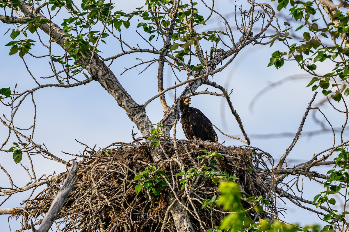 Bald Eagle - ML659838634