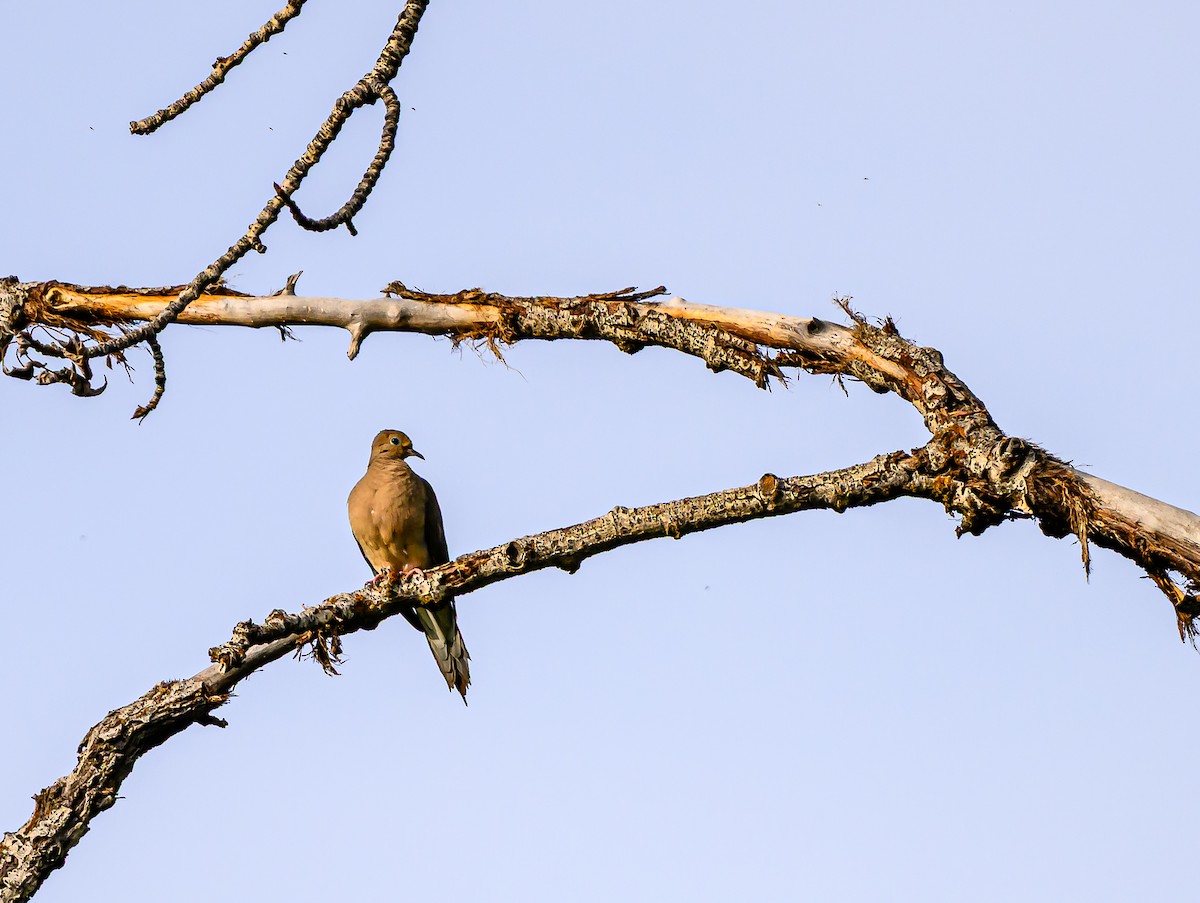 Mourning Dove - ML659838635
