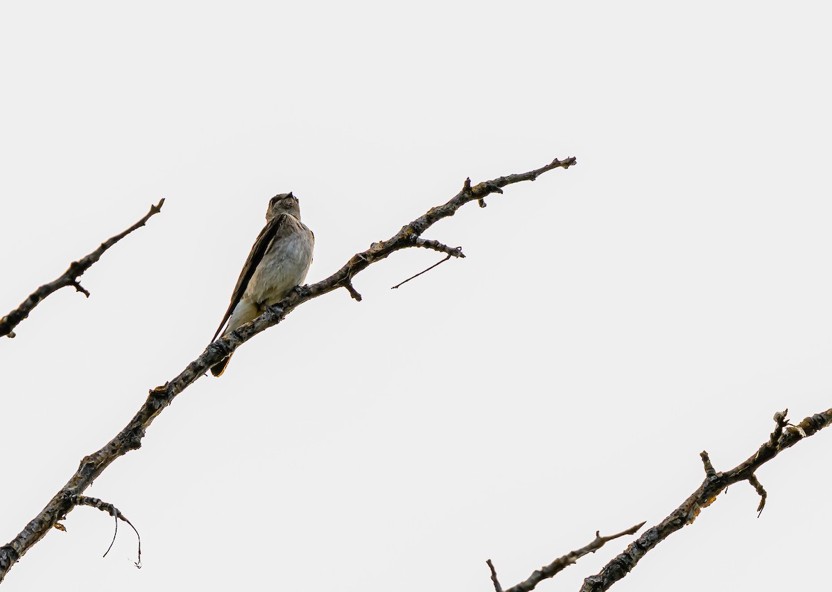 Northern Rough-winged Swallow - ML659838644