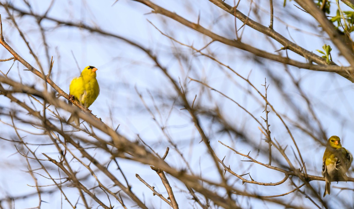 American Goldfinch - ML659838687