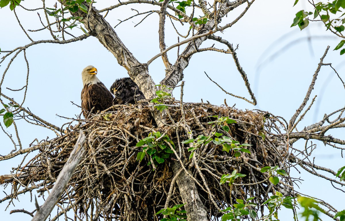 Bald Eagle - ML659838730