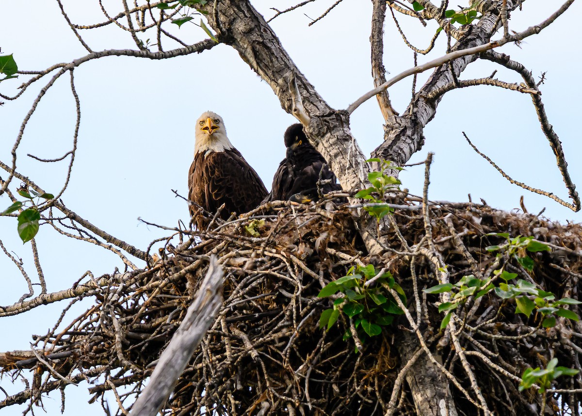 Bald Eagle - ML659838731