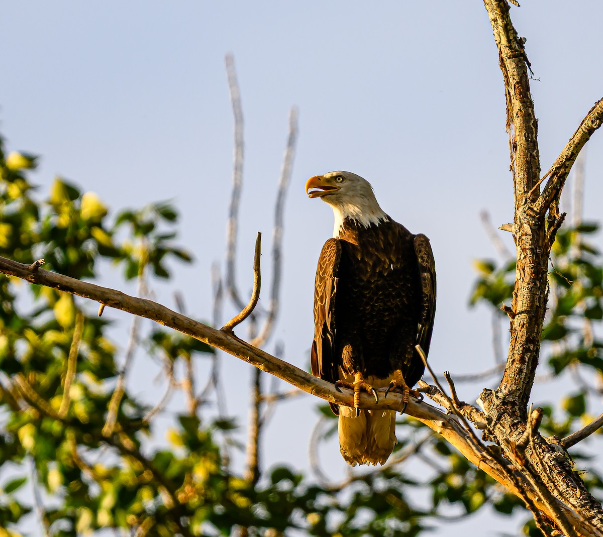 Bald Eagle - ML659838732