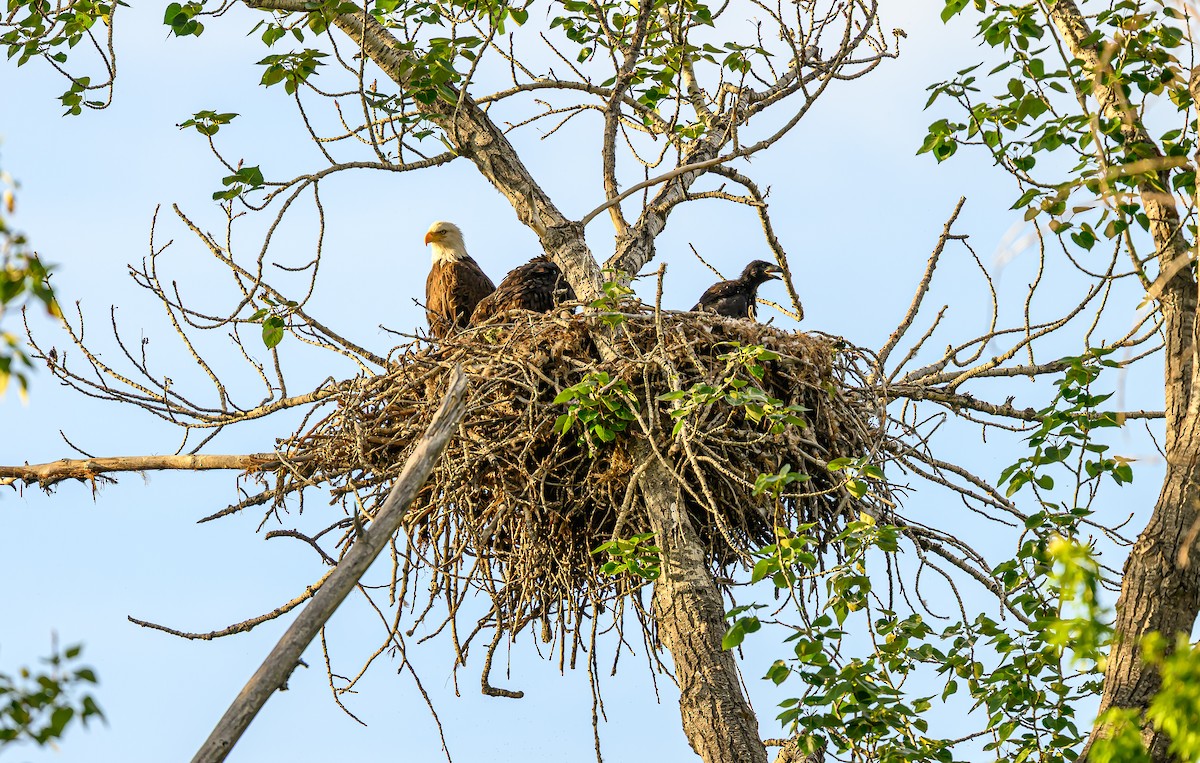 Bald Eagle - ML659838733