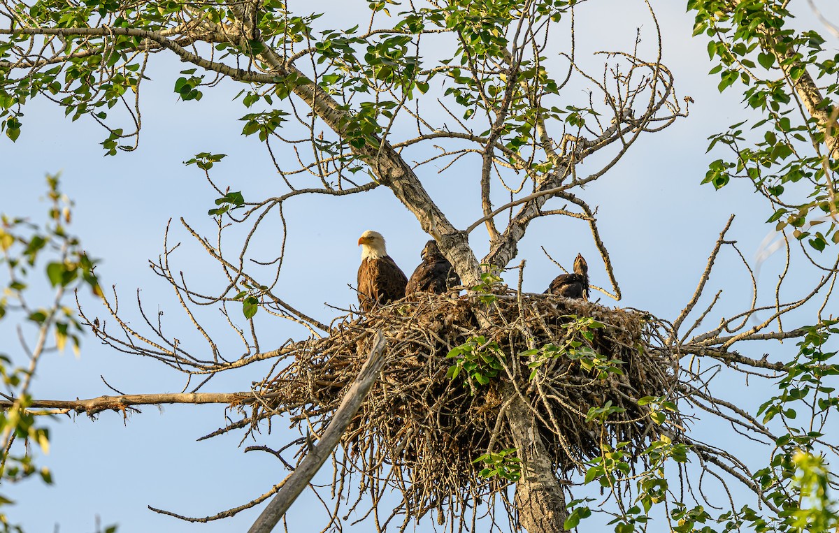 Bald Eagle - ML659838734