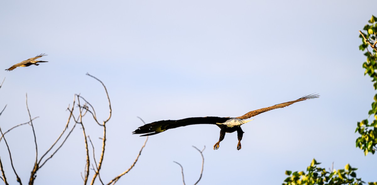 Bald Eagle - ML659838735