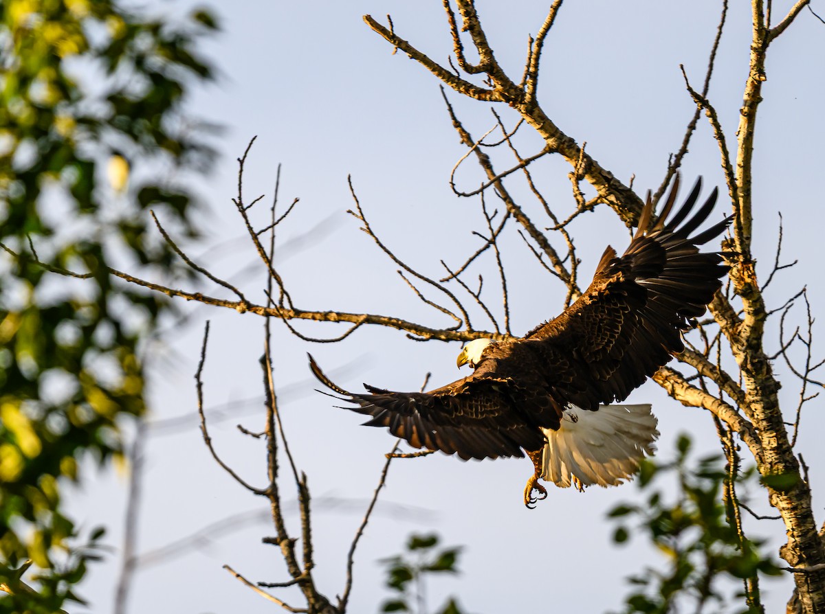 Bald Eagle - ML659838736