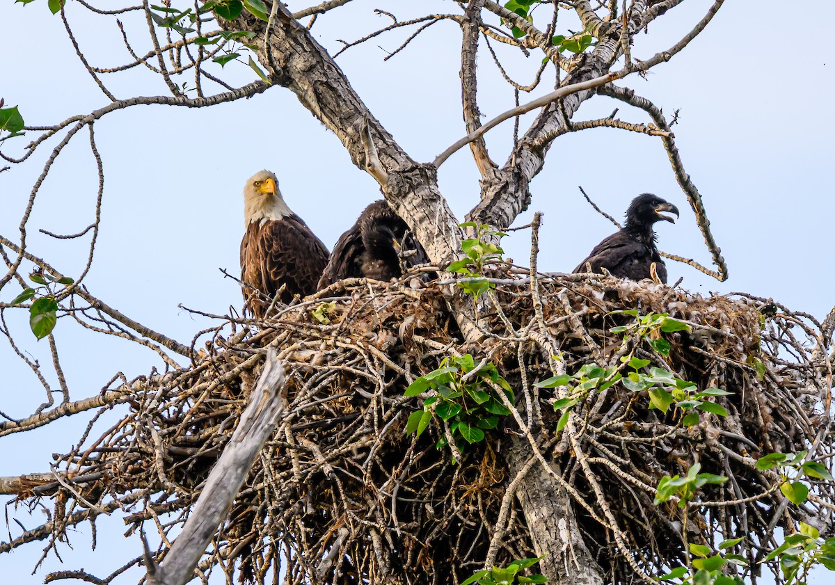 Bald Eagle - ML659838737