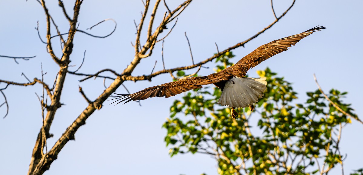 Bald Eagle - ML659838738