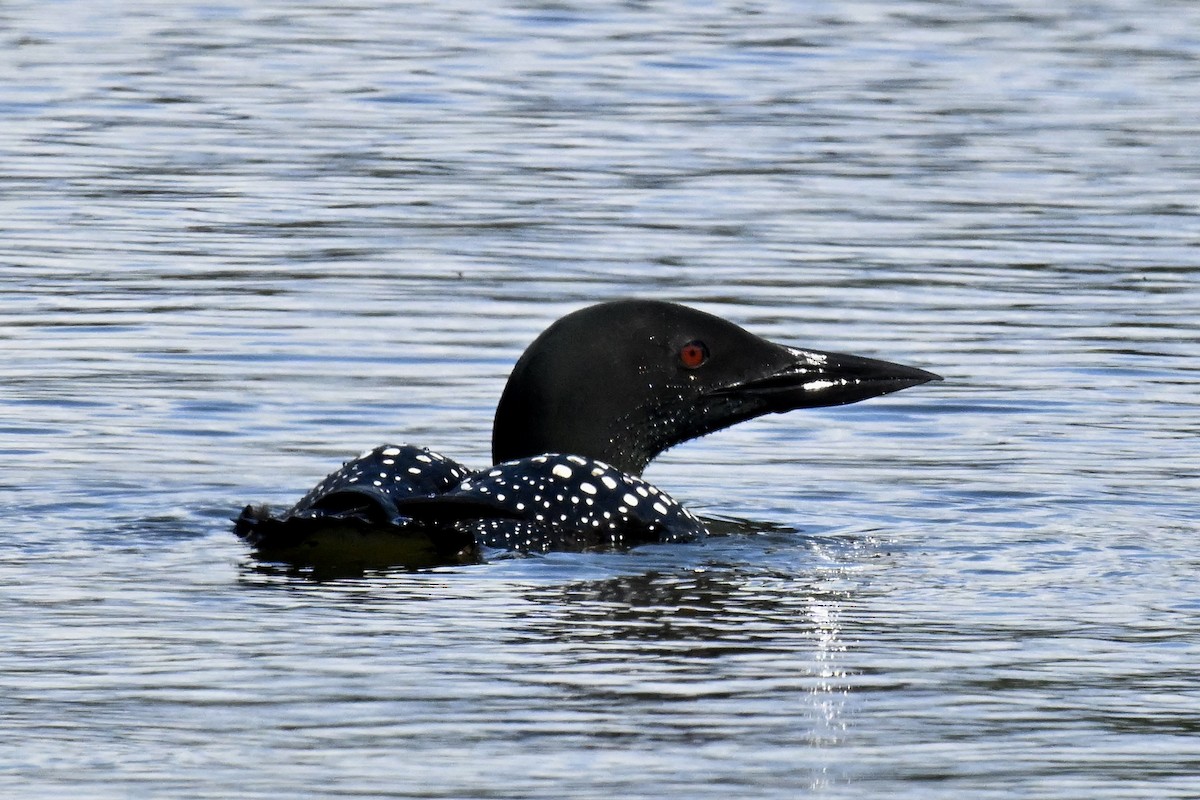 Common Loon - ML659840305