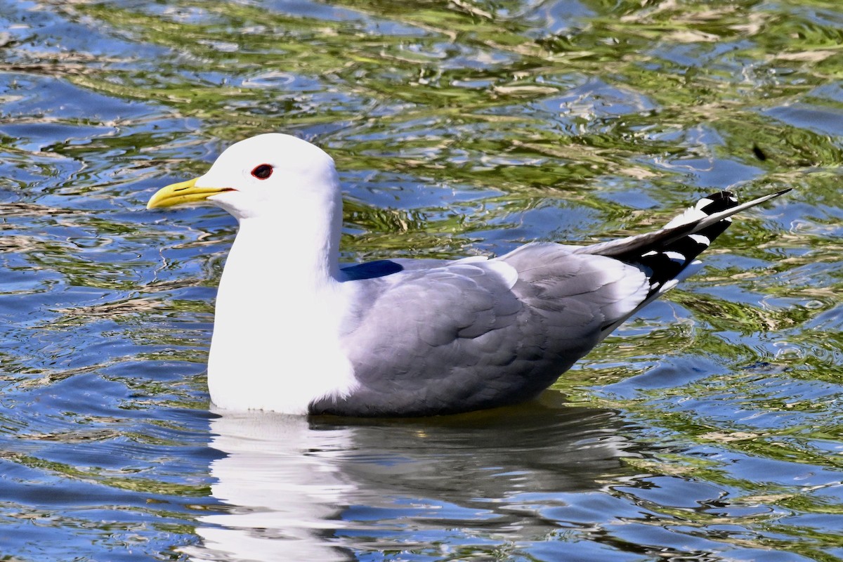 Short-billed Gull - ML659840326