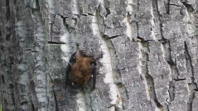 Bats - ML659840327