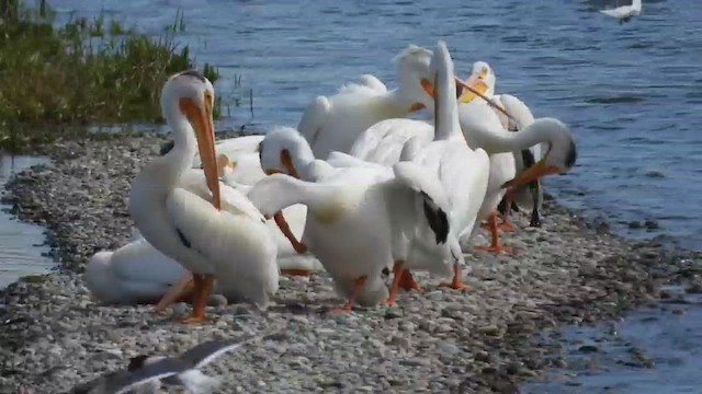American White Pelican - ML659840334