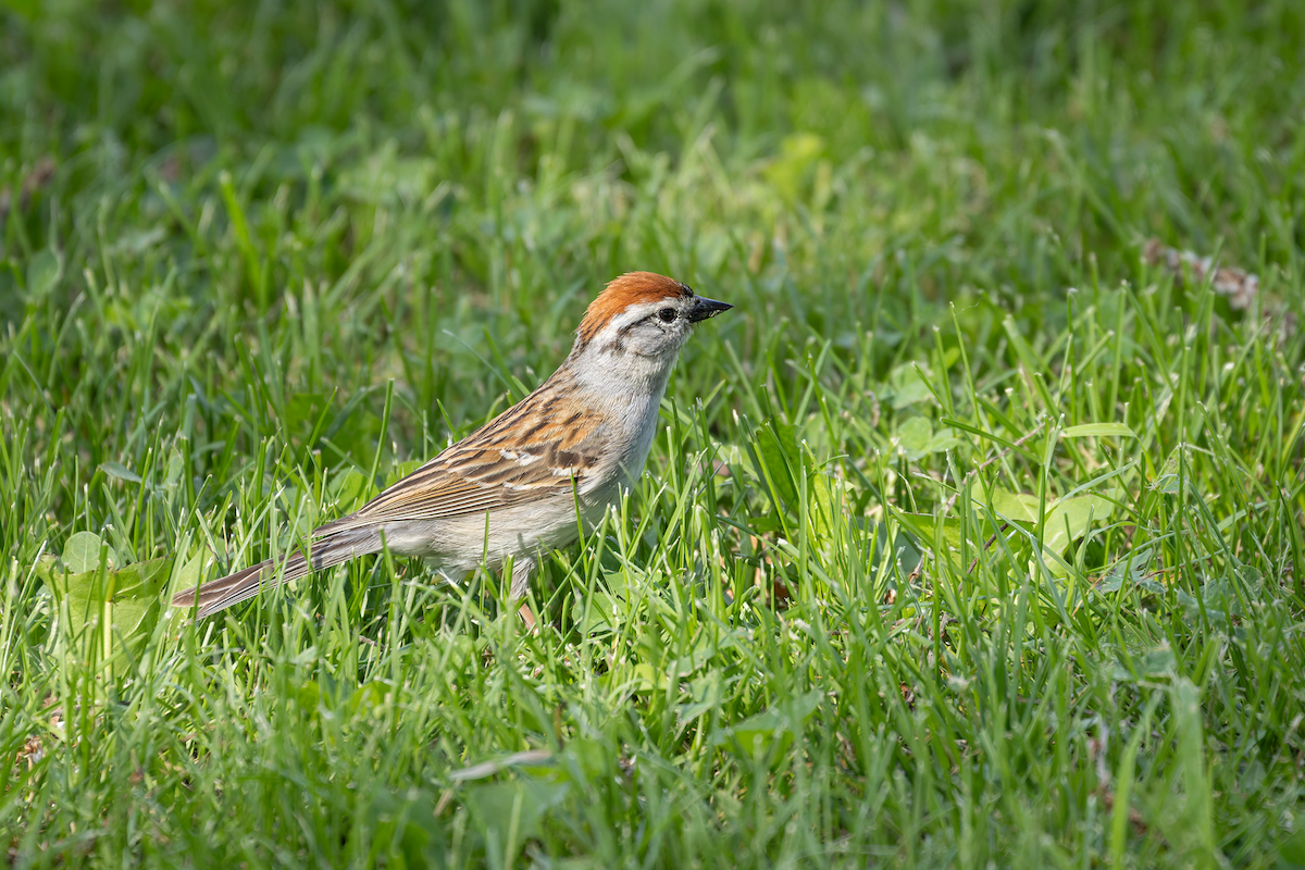 Chipping Sparrow - ML659840348
