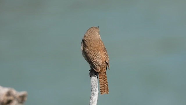 Northern House Wren - ML659840388