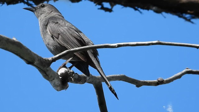 Gray Catbird - ML659840419