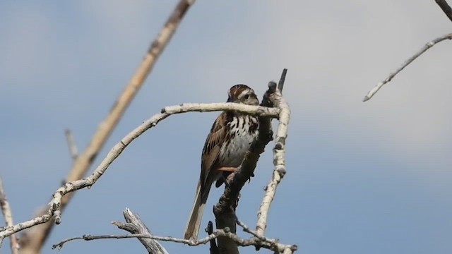 Song Sparrow - ML659840462